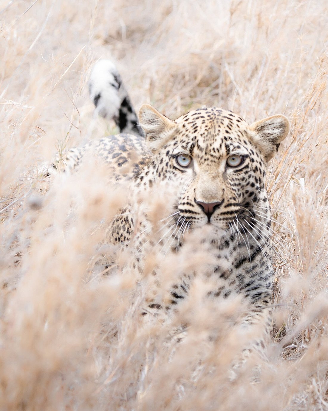 Tanzania safari