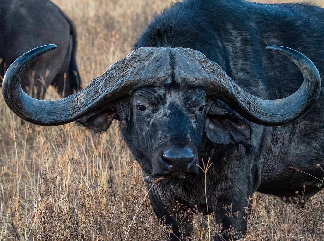 Tanzania safari
