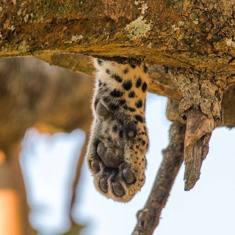 Tanzania safari