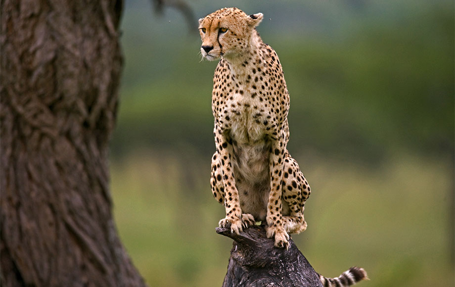 Tanzania safari