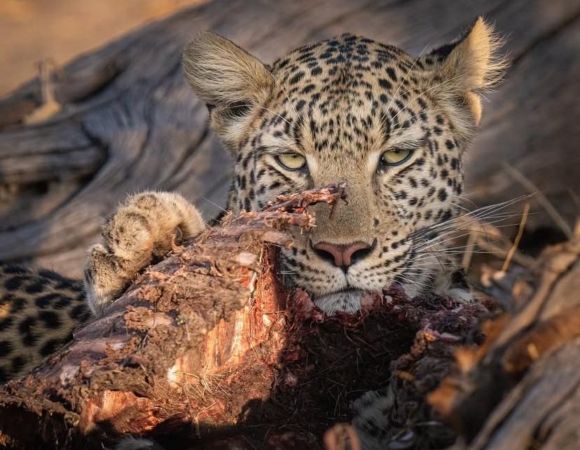 Tanzania safari