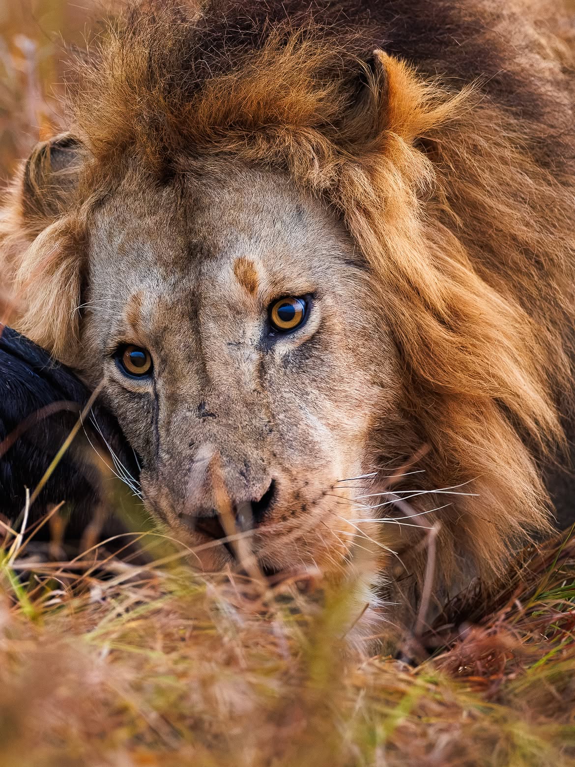 3 days  Serengeti & Ngorongoro Group Safari