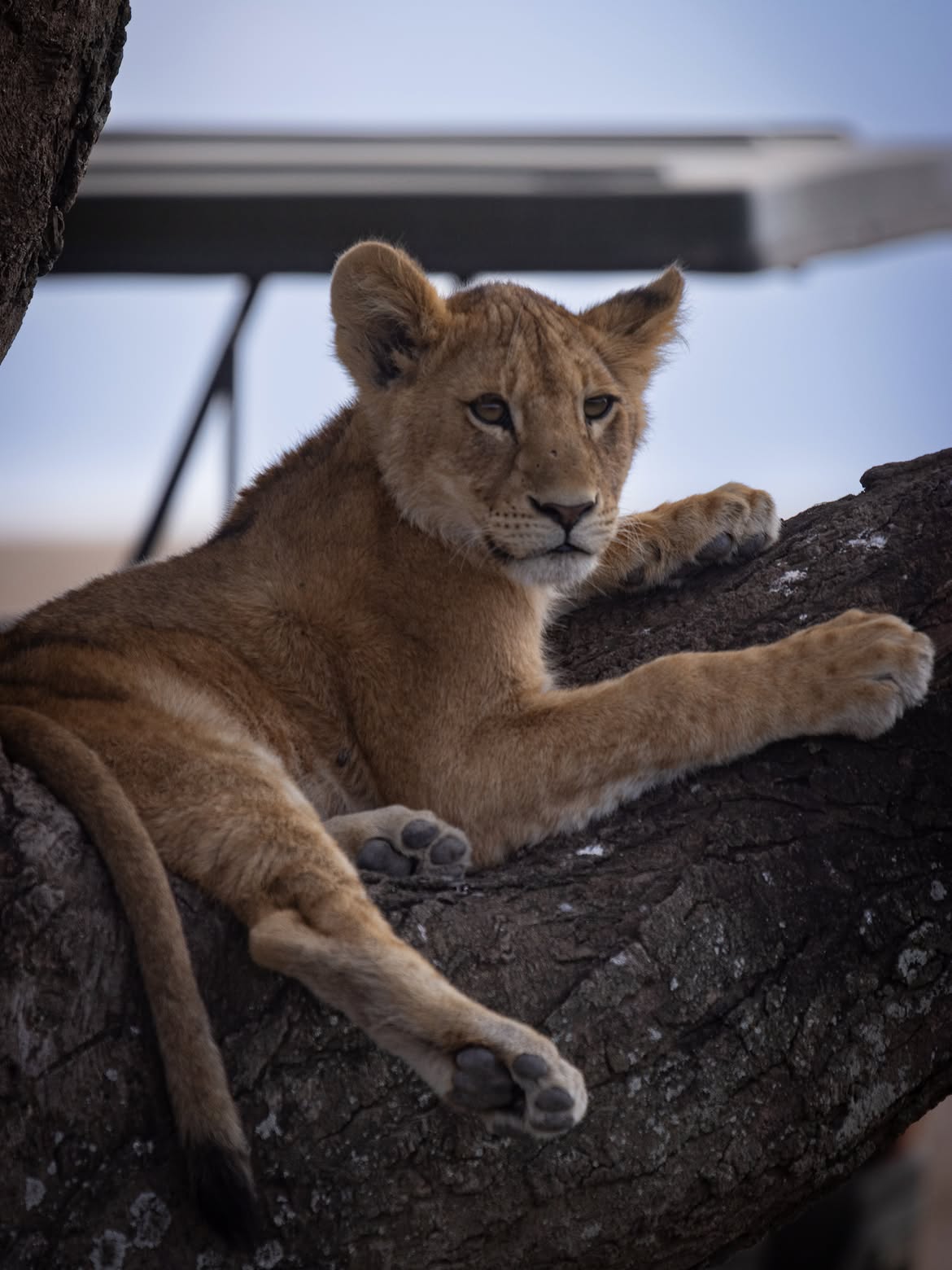Accommodation at Suricata Boma Lodge